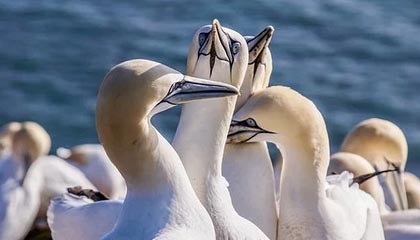 pixiv科普:爆料背后5大爆点