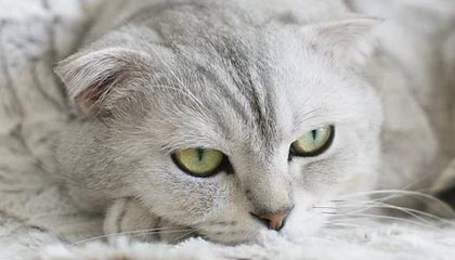 人狗胶配方大全免费:安全第一的DIY资源新体验